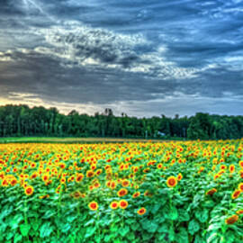 Sunflowers At Sunset Panorama UGA Agricultural Farming Landscape Art by Reid Callaway