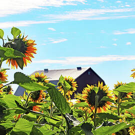 Sunflowers At The Farm by Debbie Oppermann