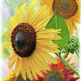 Sunflowers on display 1 by Debbie Portwood