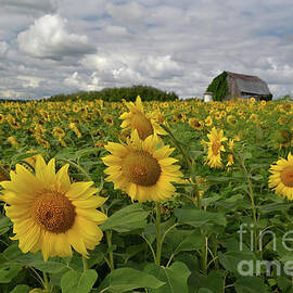 Sunflowers with Rustic Barn by Amy Lucid