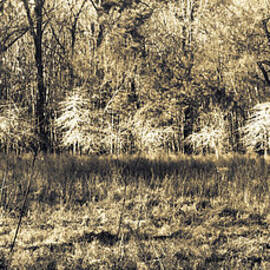 Sunlit South Carolina  Forest by Norma Brandsberg