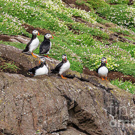 Sunning on the Isle of May by Bob Phillips