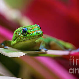 Sunny Portrait of a Hawaii Gold Dust Day Gecko