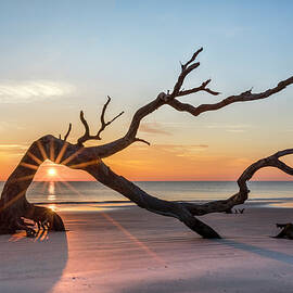 Sunrays through the Old Oak Tree Driftwood Beach by Debra and Dave Vanderlaan