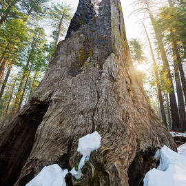 Sunrise Sequoia by Chandler Weber