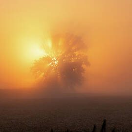 Sunrise Tree Fog by Ken Figurski