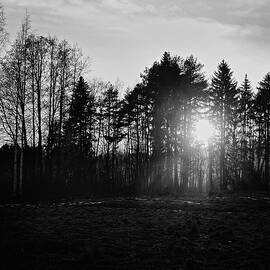 Sunset behind the trees. Nokia 2024 bw by Jouko Lehto