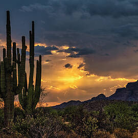Sunset Hour In The Sonoran  by Saija Lehtonen