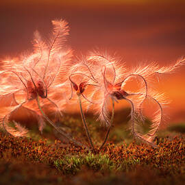 Sunset Macro Nature Scene of Moss and Plant by Ronel BRODERICK