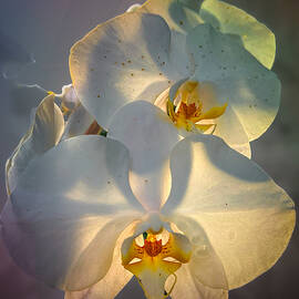 Sunset Orchids by Lorri M Barry Photography - The Artsea Daisy