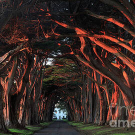 Sunset over Cypress Tree Tunnel at Point Reyes National Seashore by Yuval Helfman