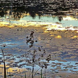 Sunset, Pond, Reflections by Lyuba Filatova