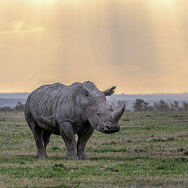 Sunset Rhino - Southern White Rhinoceros by Eric Albright