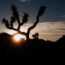 Sunset silhouette at Joshua Tree  by Ruth Jolly