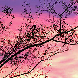 Sunset with Tree Branches by Trina Ansel