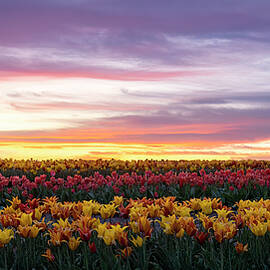 Sunsets and Tulips by Art Cole