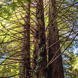 Sunshine Redwoods by Dianne Milliard