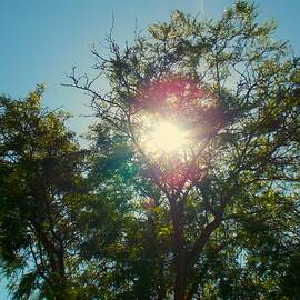 Sunsopotting Turlock California by Troy Wilson-Ripsom