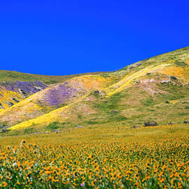 Super Bloom 2023 Carrizo Plain National Monument II, Santa Margarita, CA by Thomas Ly