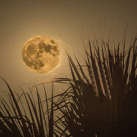 Super Blue Moon above Palm leaves by Brigitta Diaz