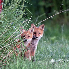 Super Cute Red Fox Kits by Debbie Oppermann