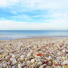 Surroundings - Seashells Galore by Chris Andruskiewicz