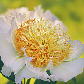 Sunshine Peony by Jessica Jenney