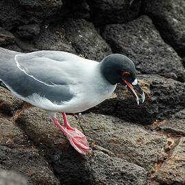 Swallow Tailed Gull With Food by Sally Weigand