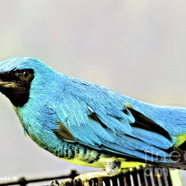 Swallow Tanager by Bunny Clarke