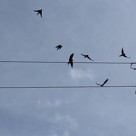 Swallows off a Wire by Sparrow Grace