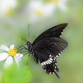 Swallowtail Butterfly #1 by Alinna Lee