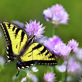 Swallowtail Butterfly Dream by Christina Rollo