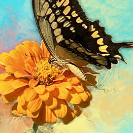 Swallowtail Butterfly on a Zinnia by Cathy P Jones