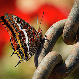 Swallowtail on an iron chain by Anita Gendt van