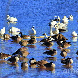 Swan and Goose by Atiqur Rahman