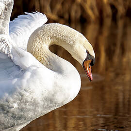 Swan Beauty by Judi Dressler