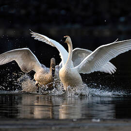 Swan Dance by Joy McAdams