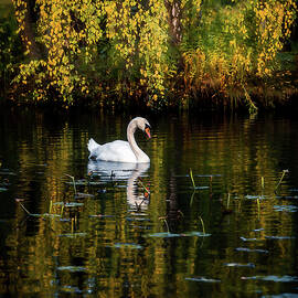 Swan in Autumn Lake by Nicklas Gustafsson
