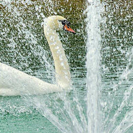 Swan Lake by Gayle Deel