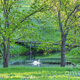 Swan with Bluebonnet Landscape