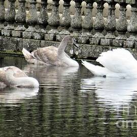 Swans on Coombe Pond by Kathleen McCoy