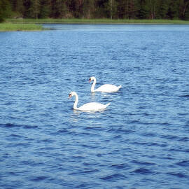 Swans symbolize grace beauty love loyalty and trust by Johanna Hurmerinta