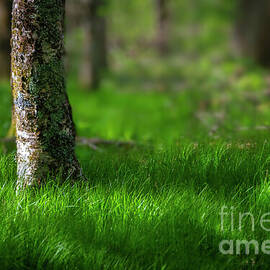 Sweet Green Grasses of the Blue Ridge Mountains by Shelia Hunt