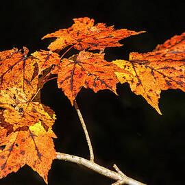 Sweet Gum Tree Leaves - Autumn Color by Bob Decker