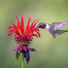 Sweet Nectar by Deborah Roy