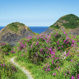 Sweet Pea and Sisters Rock by Diane Moller