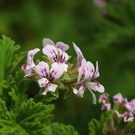 Sweet Scented Geranium in Bloom by James Dower
