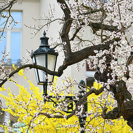 Sweet Spring in Prague 1 by Jenny Rainbow