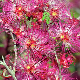 SWEET TREAT FOR THE UNICORN, Pink Fairy Duster Flowers by Douglas Taylor