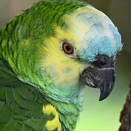 Sweet Yellow Headed Amazon Parrot by Richard Bryce and Family